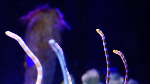 Helle Wasserwürmer Aquarium Blauer Hintergrund — Stockvideo