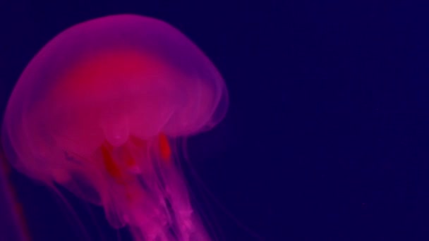 Medusa Rosa Brillante Sullo Sfondo Blu — Video Stock