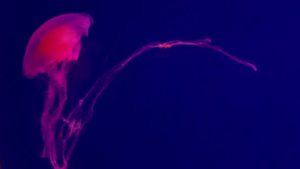 Medusas Rosadas Brillantes Fondo Azul — Vídeo de stock