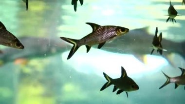 Langkawi Adası, Malezya 'daki Oceanarium' da büyük bir akvaryum
