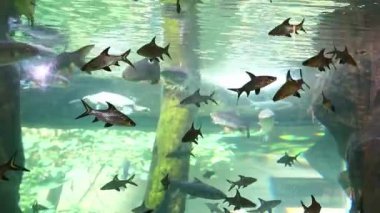 Langkawi Adası, Malezya 'daki Oceanarium' da büyük bir akvaryum