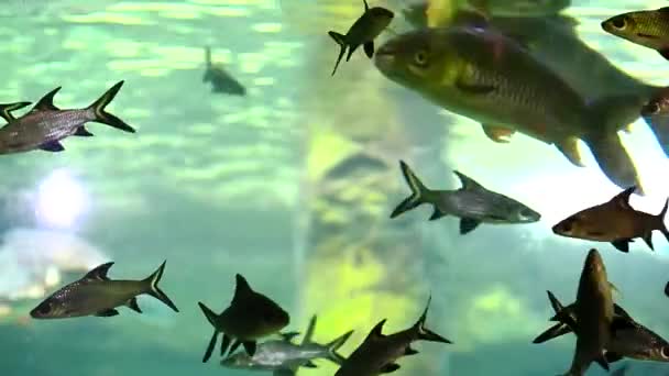 Stort Akvarium Oceanarium Langkawi Malaysia — Stockvideo