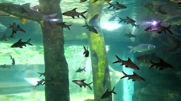 マレーシアのランカウイ島にある水族館 — ストック動画
