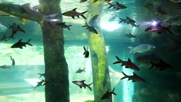 马来西亚兰卡维岛海洋馆大型水族馆 — 图库视频影像