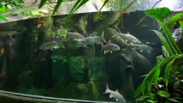 Stort Akvarium Oceanarium Langkawi Malaysia — Stockvideo