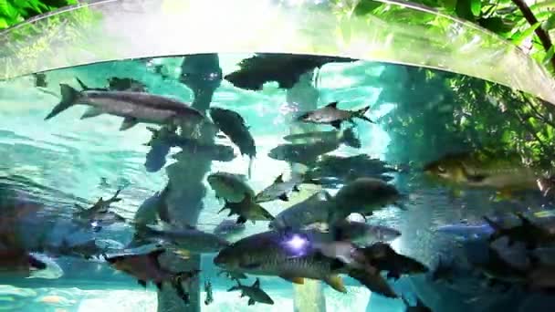 Stort Akvarium Oceanarium Langkawi Malaysia — Stockvideo