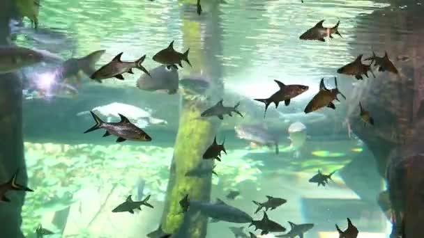 Grande Aquário Oceanarium Ilha Langkawi Malásia — Vídeo de Stock