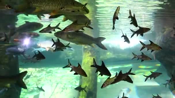 Velké Akvárium Oceáriu Ostrově Langkawi Malajsie — Stock video