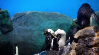 Pinguin Langkawi adasındaki akvaryuma götürüldü.
