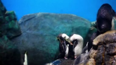 Pinguin Langkawi adasındaki akvaryuma götürüldü.