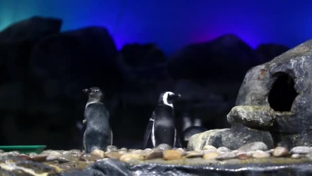Пінгвін Знайдений Акваріумі Острові Лангкаві — стокове відео