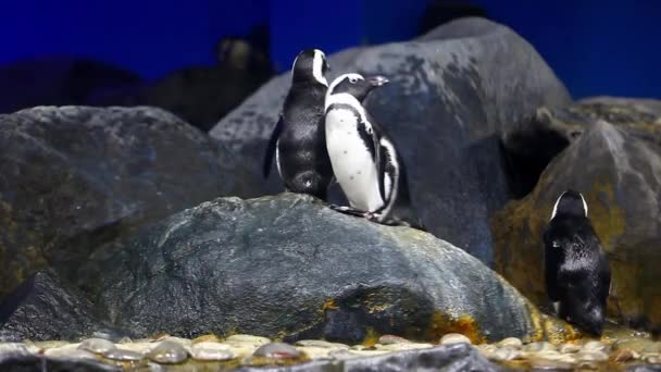 Pinguin Genomen Aquarium Langkawi Eiland — Stockvideo