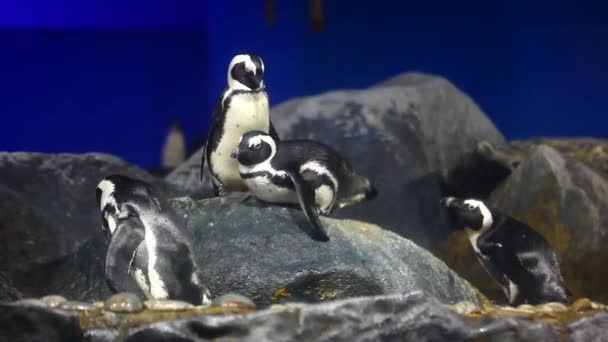 Pinguin Genomen Aquarium Langkawi Eiland — Stockvideo