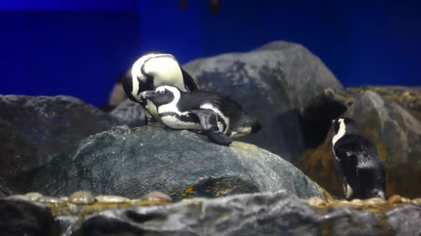 Pinguin Taken Aquarium Langkawi Island — Stock Video