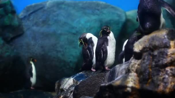 Pinguin Genomen Aquarium Langkawi Eiland — Stockvideo