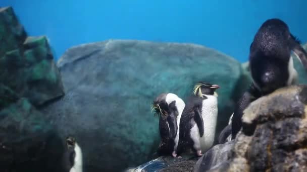 Pinguin Genomen Aquarium Langkawi Eiland — Stockvideo