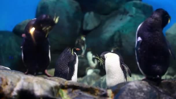 Pinguino Capturado Acuario Isla Langkawi — Vídeo de stock