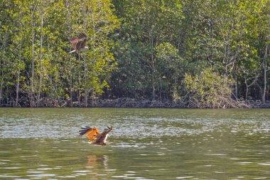  Langkawi adasında Kartal Yemi Mangrove gezisi Kilim Geoforest Parkı.