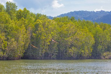  Langkawi adasında Kartal Yemi Mangrove gezisi Kilim Geoforest Parkı.
