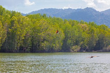  Langkawi adasında Kartal Yemi Mangrove gezisi Kilim Geoforest Parkı.