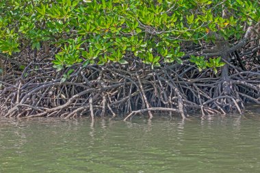 Nehir ve Mangrove ormanlarının kökleri suya dayanır, Langkawi adası, Malezya