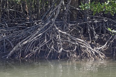 Nehir ve Mangrove ormanlarının kökleri suya dayanır, Langkawi adası, Malezya
