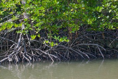 Nehir ve Mangrove ormanlarının kökleri suya dayanır, Langkawi adası, Malezya