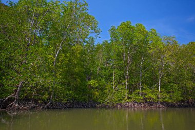 Nehir ve Mangrove ormanlarının kökleri suya dayanır, Langkawi adası, Malezya