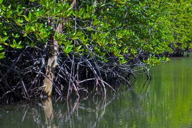 Nehir ve Mangrove ormanlarının kökleri suya dayanır, Langkawi adası, Malezya