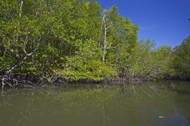 Nehir ve Mangrove ormanlarının kökleri suya dayanır, Langkawi adası, Malezya