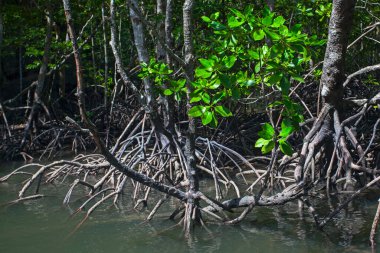 Nehir ve Mangrove ormanlarının kökleri suya dayanır, Langkawi adası, Malezya