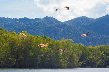  Langkawi adasında Kartal Yemi Mangrove gezisi Kilim Geoforest Parkı.