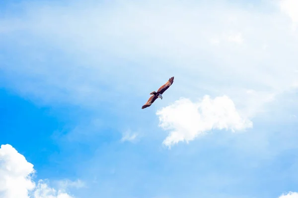 Sas Madár Repül Gyönyörű Égen Felhők — Stock Fotó