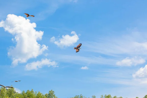 Vol Aigle Oiseau Dans Ciel Magnifique Avec Des Nuages — Photo