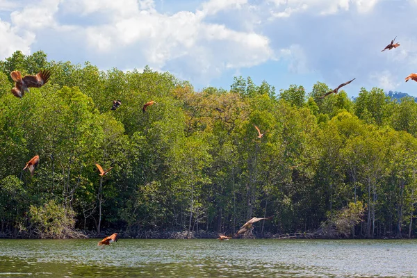 Eagle Feeding Dans Île Langkawi Mangrove Tour Kilim Geoforest Park — Photo