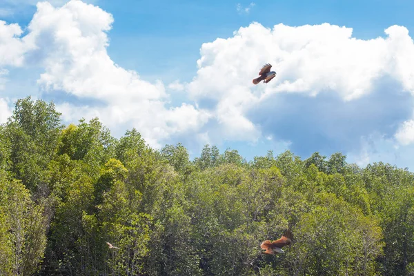 Adlerfütterung Langkawi Mangroven Tour Kilim Geoforest Park — Stockfoto