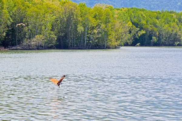 Eagle Feeding Isla Langkawi Tour Manglares Kilim Geoforest Park — Foto de Stock