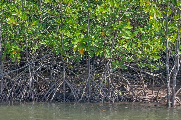 River Mangrove Forest Roots Water Langkawi Island Malaysia — Stock Photo, Image