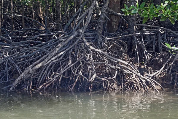 River Mangrove Forest Roots Water Langkawi Island Malaysia — Stock Photo, Image