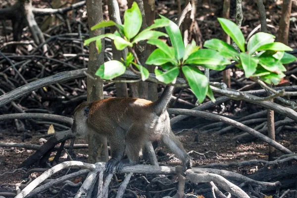 Montones Monos Las Raíces Los Árboles Los Bosques Manglares Islas —  Fotos de Stock