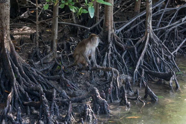 Veel Apen Aan Wortels Van Bomen Mangrove Bossen Langkawi Eilanden — Stockfoto