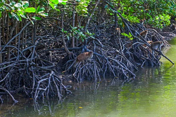 Viele Affen Auf Den Wurzeln Der Bäume Den Mangrovenwäldern Der — Stockfoto