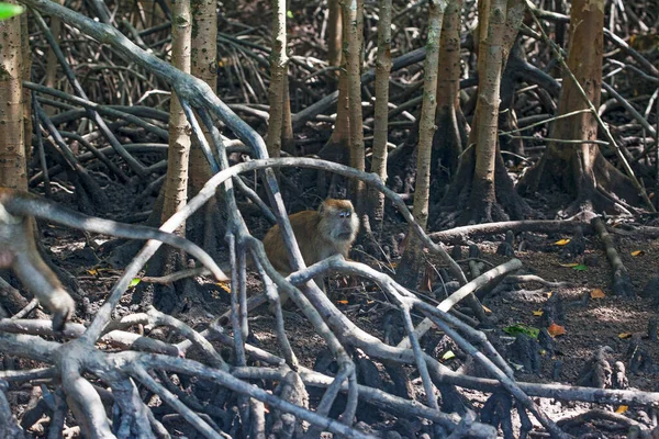 Lots Monkeys Roots Trees Mangrove Forests Langkawi Islands Malaysia — Stock Photo, Image