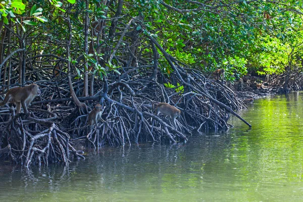 Lots Monkeys Roots Trees Mangrove Forests Langkawi Islands Malaysia — Stock Photo, Image