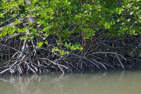 Fluss Und Mangrovenwald Mit Wurzeln Wasser Insel Langkawi Malaysia — Stockfoto