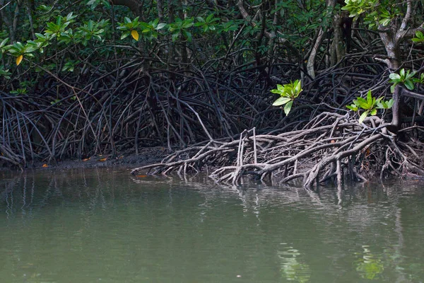 River Mangrove Forest Roots Water Langkawi Island Malaysia — Stock Photo, Image