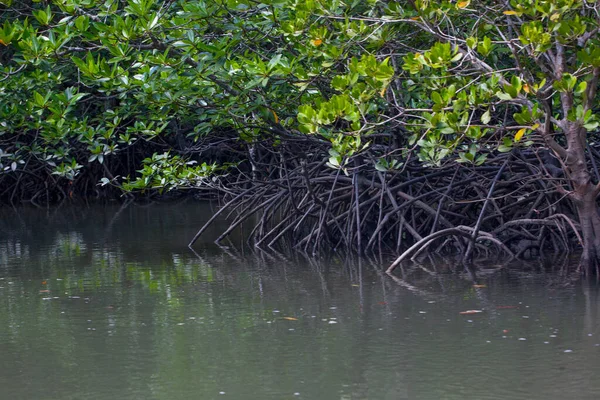 River Mangrove Forest Roots Water Langkawi Island Malaysia — Stock Photo, Image