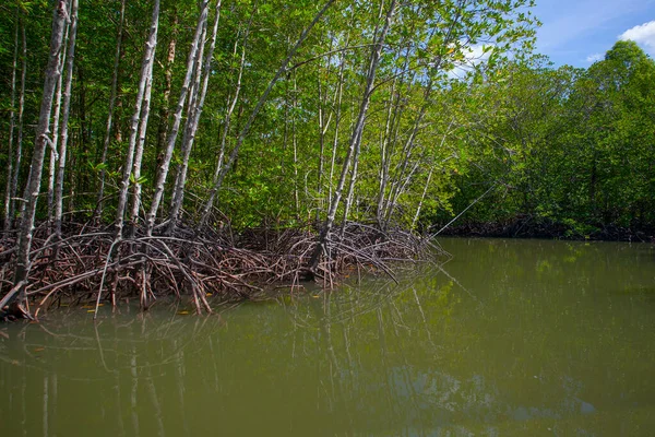 River Mangrove Forest Roots Water Langkawi Island Malaysia — Stock Photo, Image