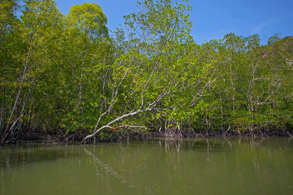 マレーシアのランカウイ島水の根を持つ川とマングローブ林 — ストック写真