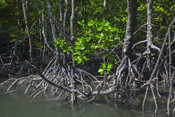 River Mangrove Forest Roots Water Langkawi Island Malaysia — Stock Photo, Image